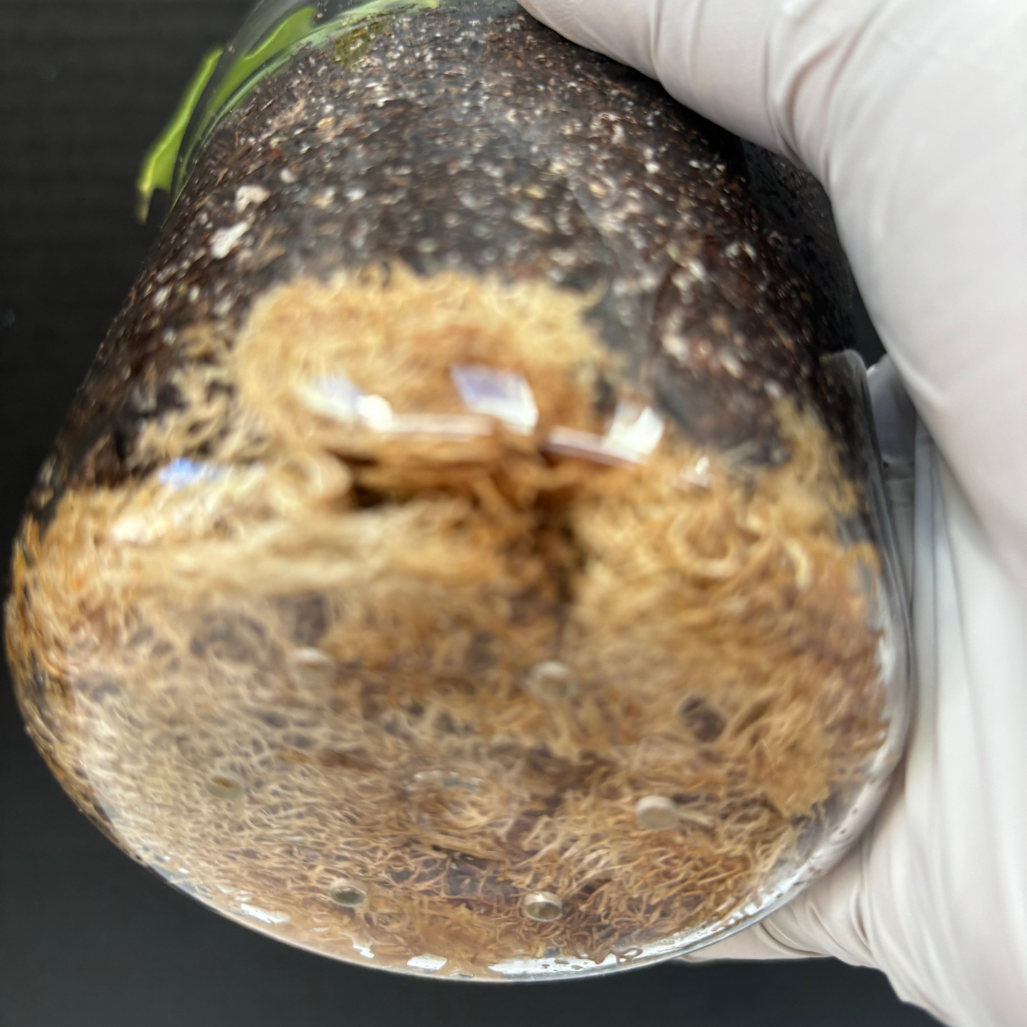 Luffa (Luffa) estremità sciolte