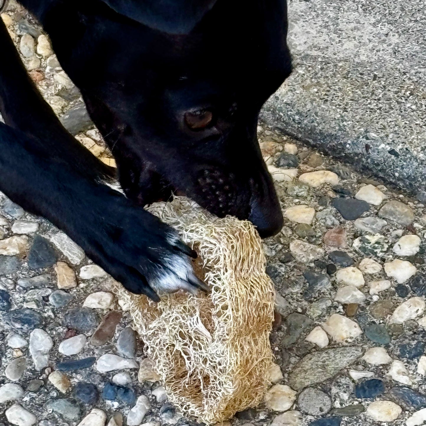 Confezione da 6 dolcetti croccanti da masticare Luffa