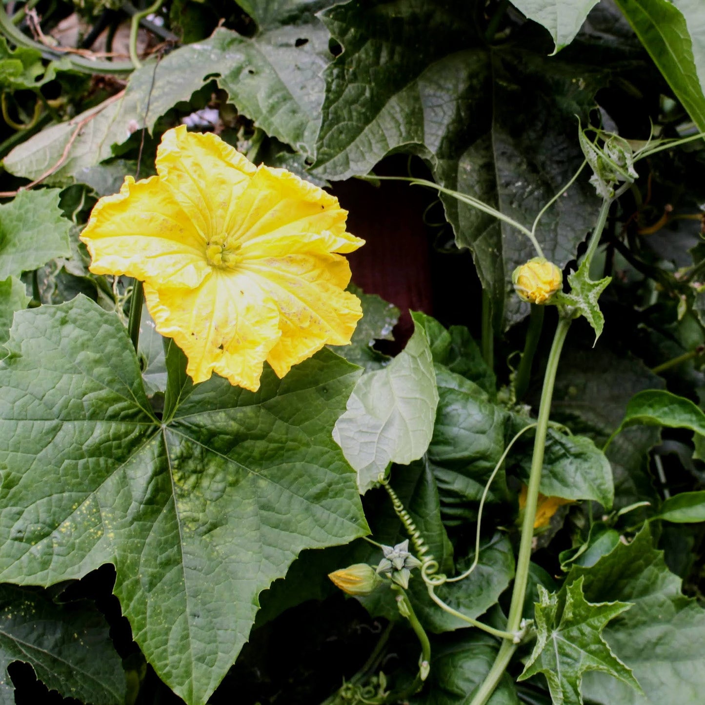 Semi di zucca Luffa (Loofah) biologici - 100+