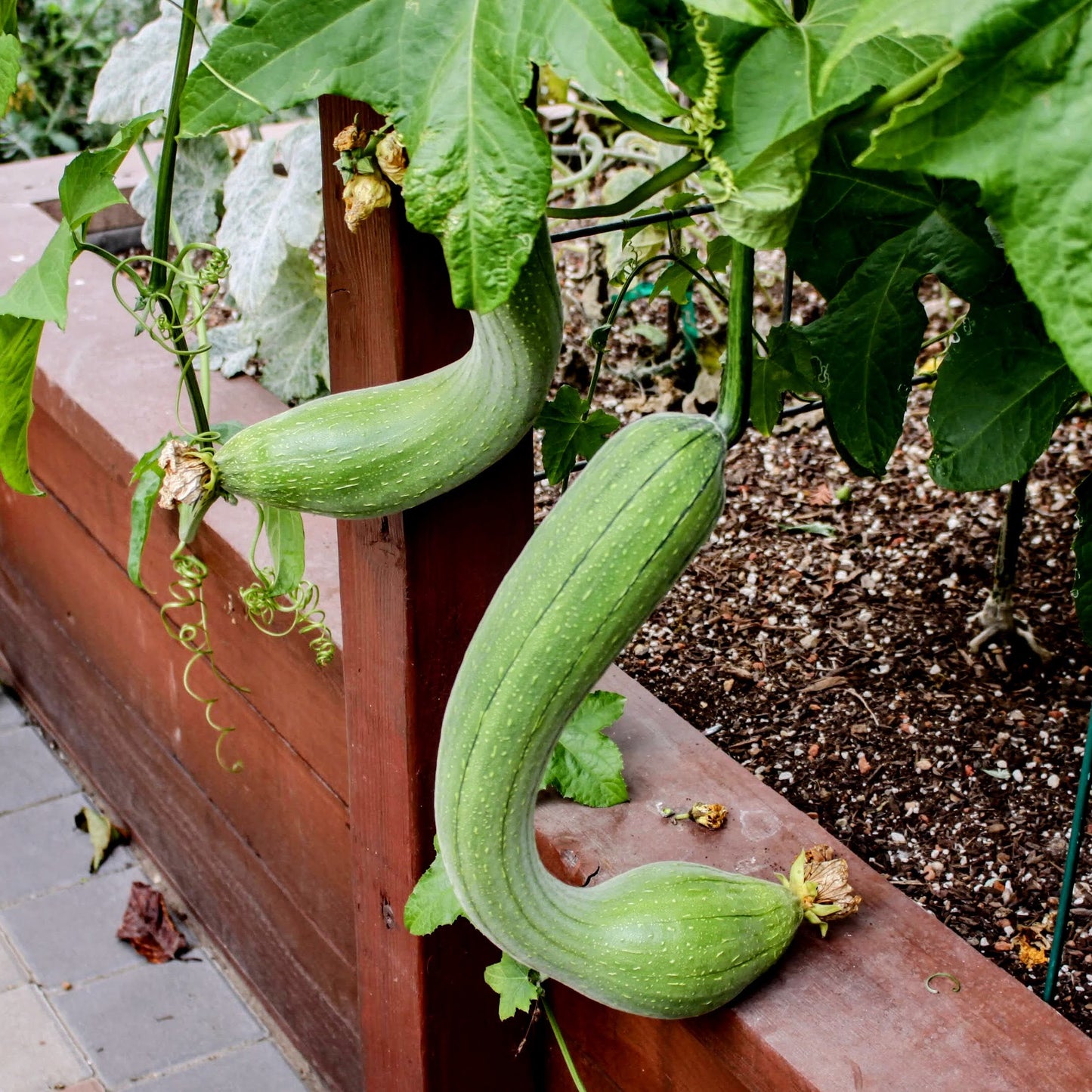 Semi di zucca Luffa (Loofah) biologici - 100+