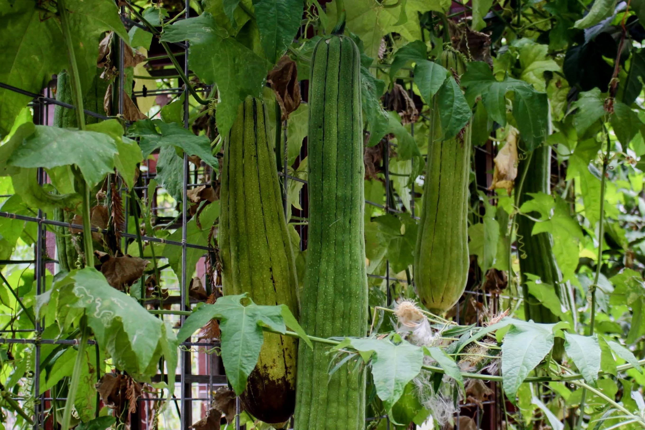 About Loofah