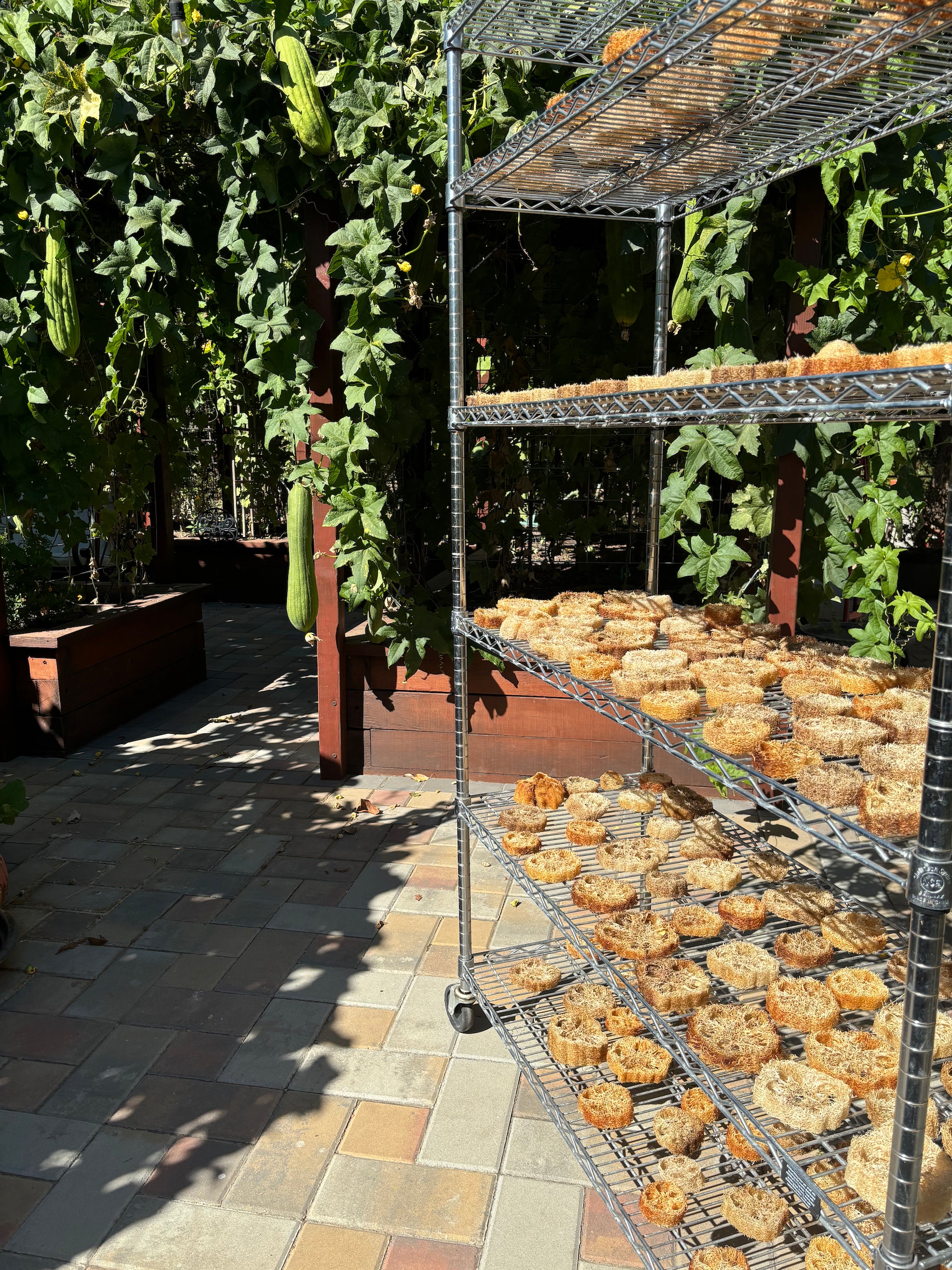 Sustainable and eco-friendly loofah (luffa) pieces grown and made in California for pet dental aid