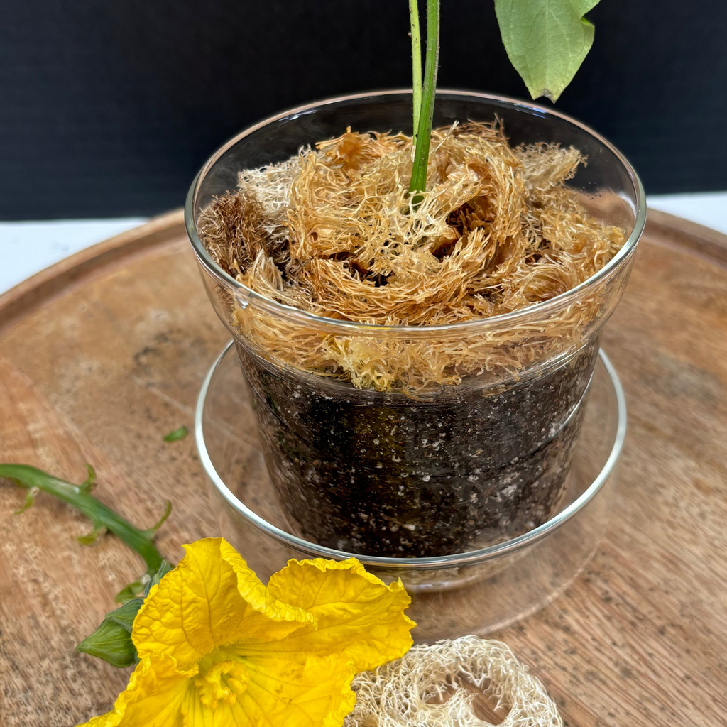 Sustainable and eco-friendly natural loofah (luffa) pieces for arts & crafts, specifically for gardening and plant pots