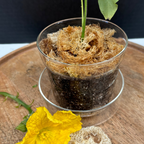 Sustainable and eco-friendly natural loofah (luffa) pieces for arts & crafts, specifically for gardening and plant pots