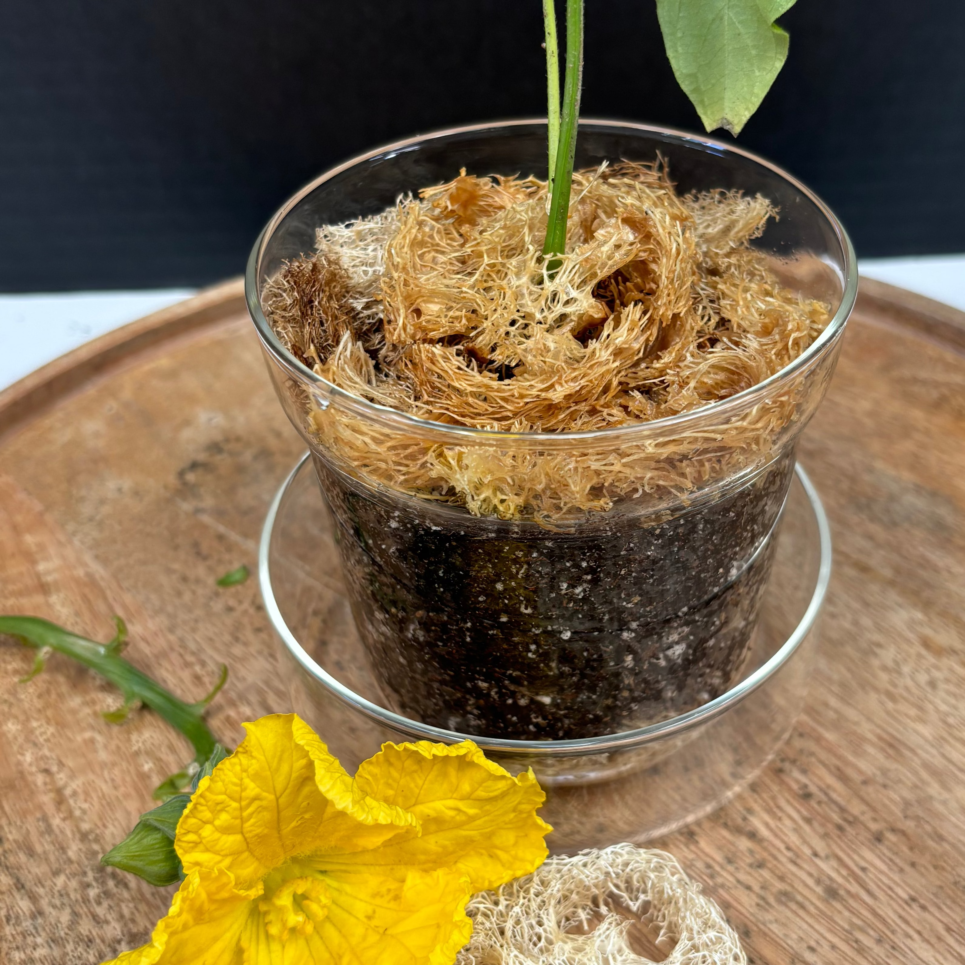 Sustainable and eco-friendly natural loofah (luffa) pieces for arts & crafts, specifically for gardening and plant pots