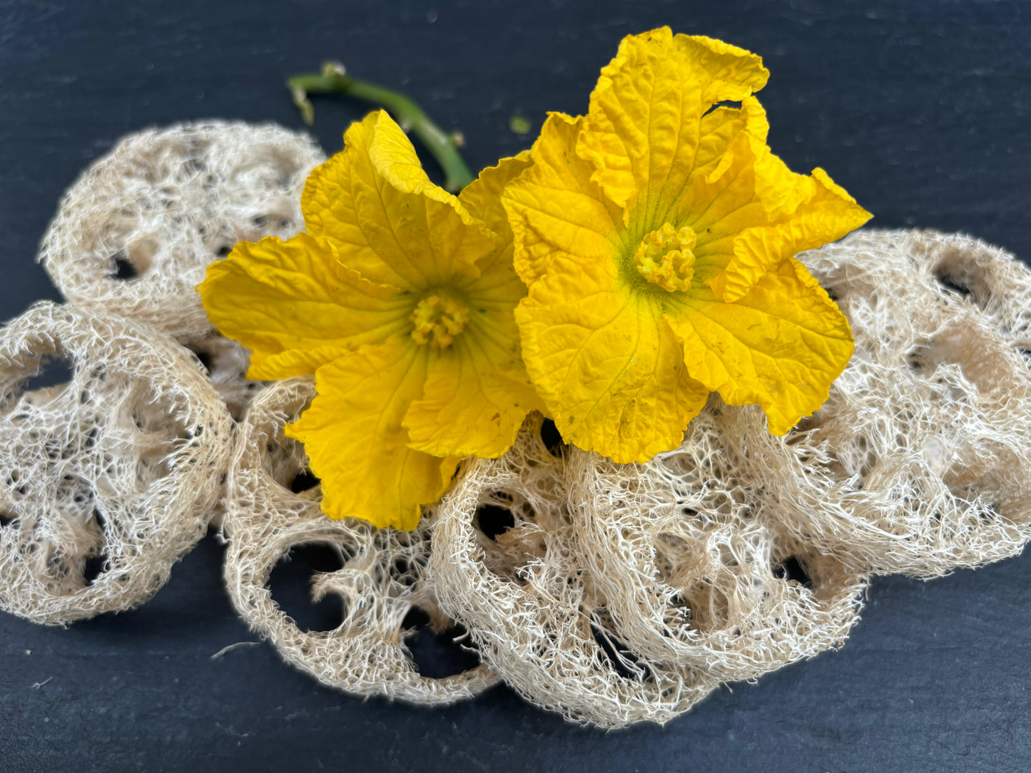 Luffa (Loofah) Loose Ends