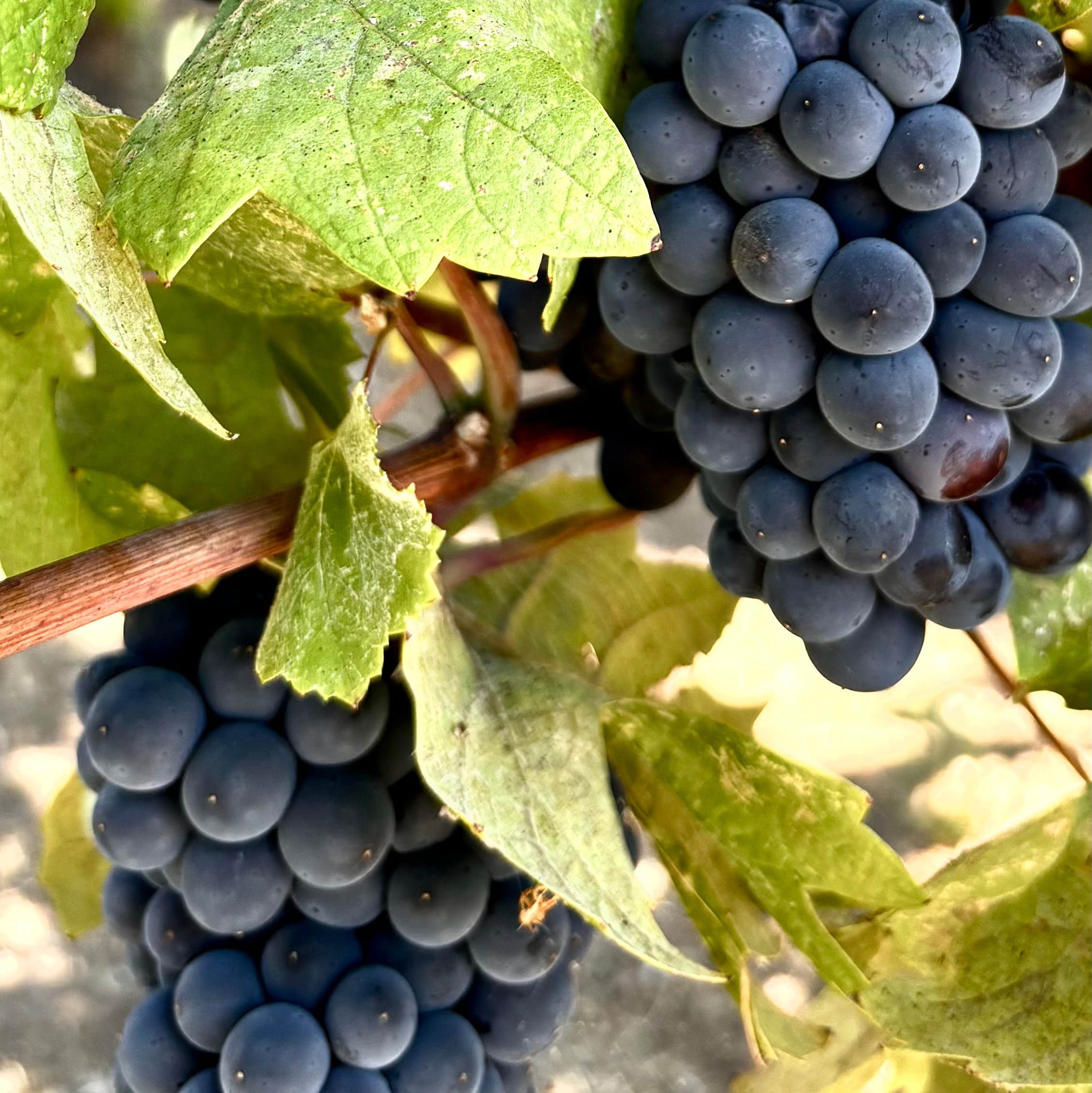 Close-up of organic Cabernet Sauvignon grapes with green leaves on a vine