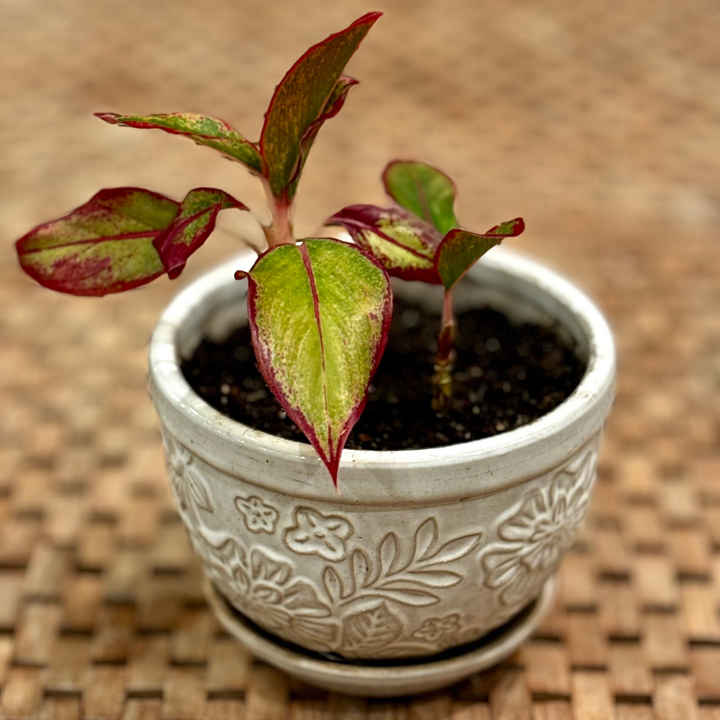 Plant pot without the sustainable and eco-friendly natural loofah (luffa) pieces for arts & crafts, specifically for gardening and plant pots