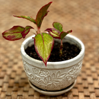 Plant pot without the sustainable and eco-friendly natural loofah (luffa) pieces for arts & crafts, specifically for gardening and plant pots