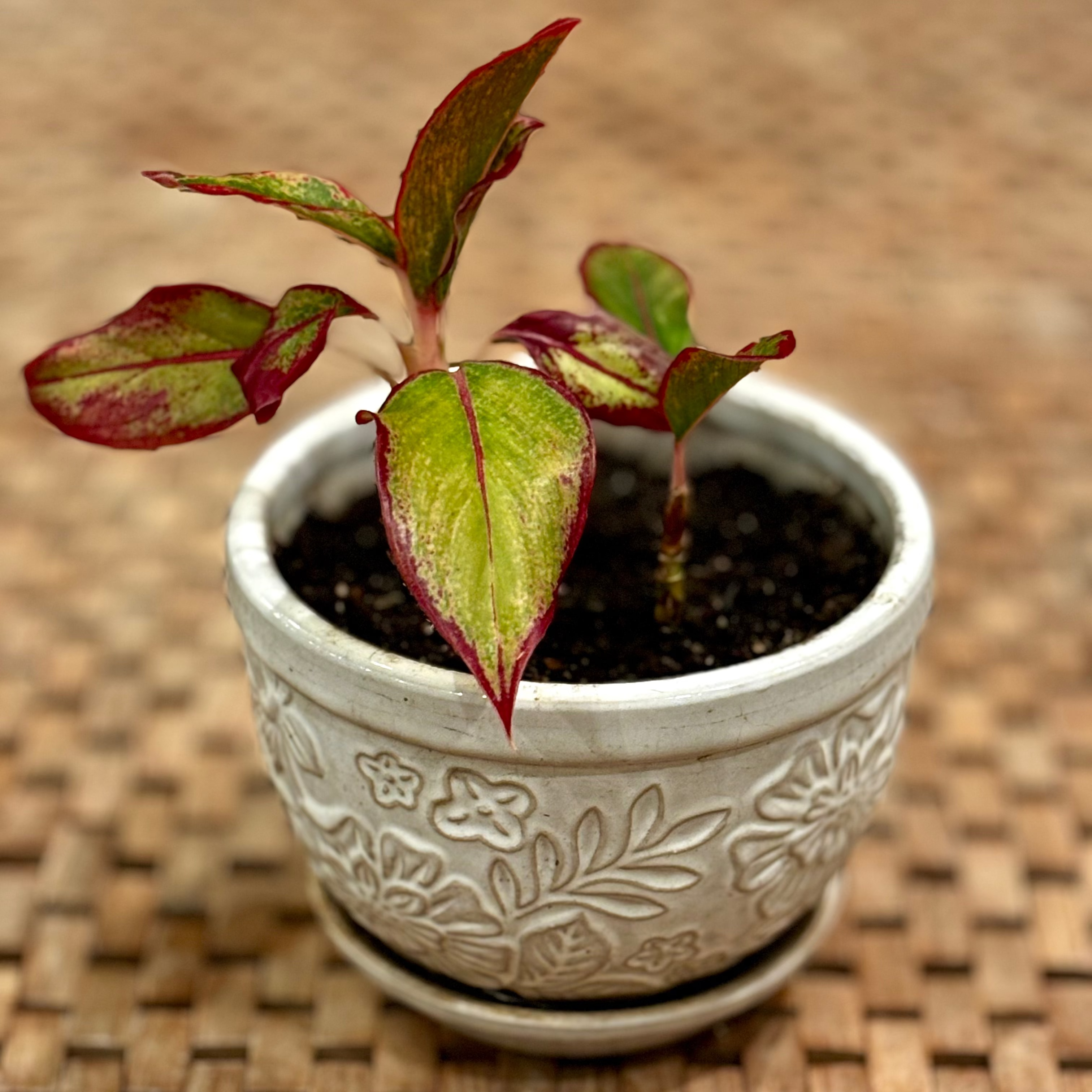 Plant pot without the sustainable and eco-friendly natural loofah (luffa) pieces for arts & crafts, specifically for gardening and plant pots
