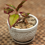 Plant pot with sustainable and eco-friendly natural loofah (luffa) pieces for arts & crafts, specifically for gardening and plant pots