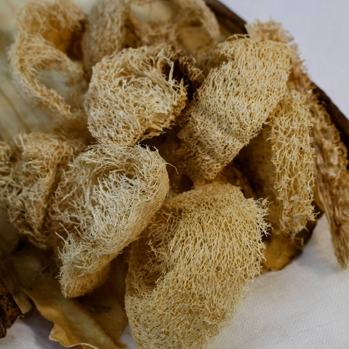 Sustainable and eco-friendly natural loofah (luffa) pieces grown in California for arts & crafts, gardening, plant pots, creative projects