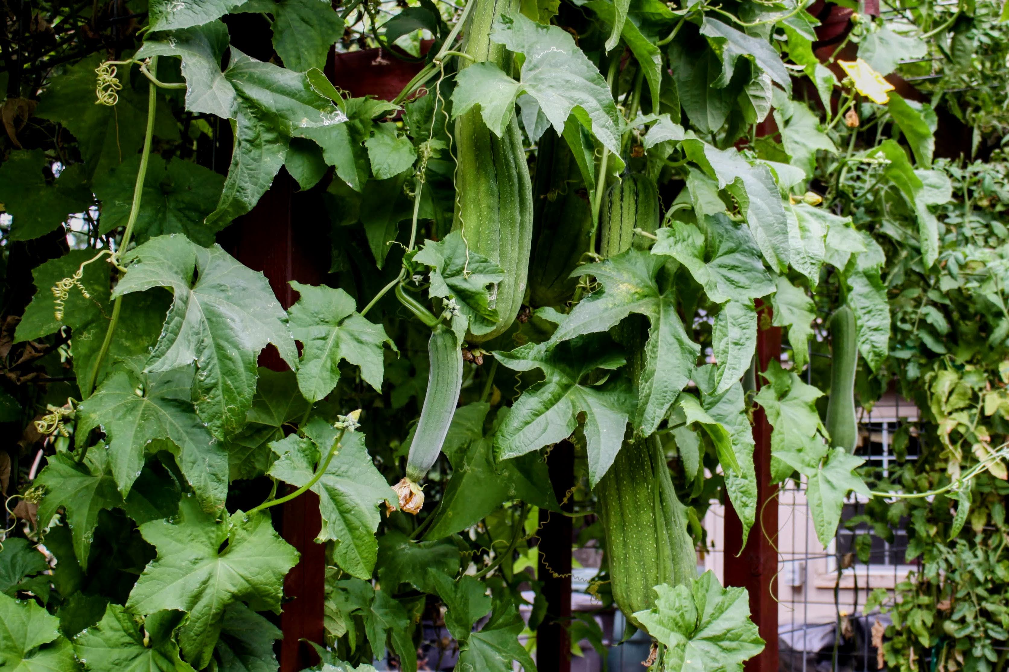 Natural green loofah gourds grown in California hanging from vines in a home garden