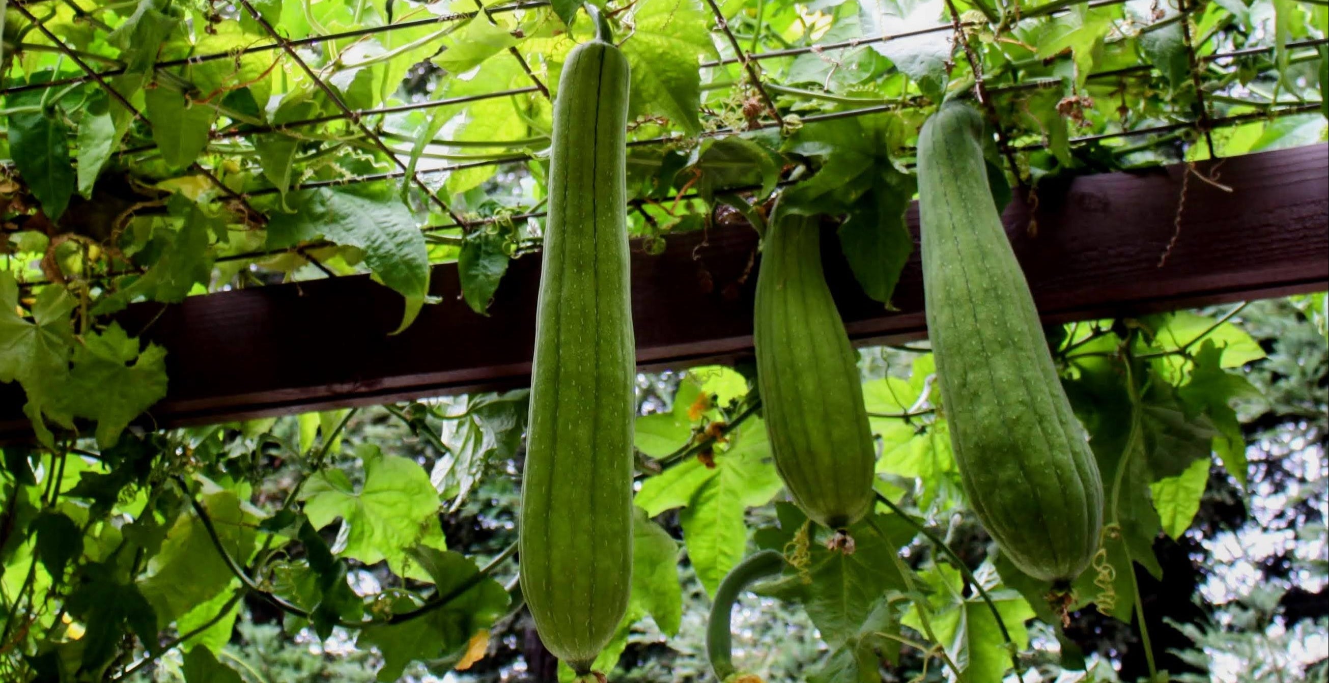 Natural green loofah gourds grown in California hanging from vines in a home garden