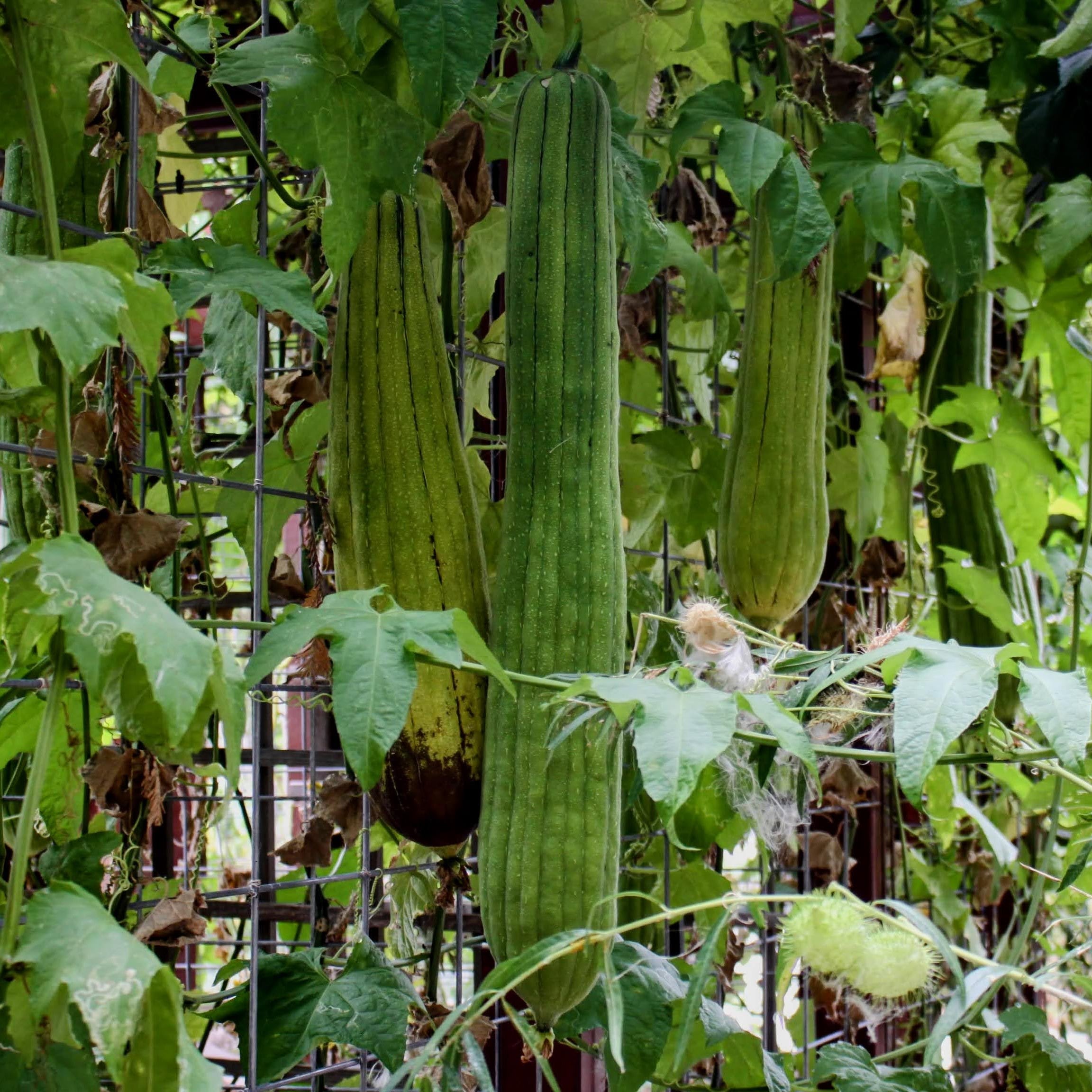 Natural green loofah gourds grown in California hanging from vines in a home garden