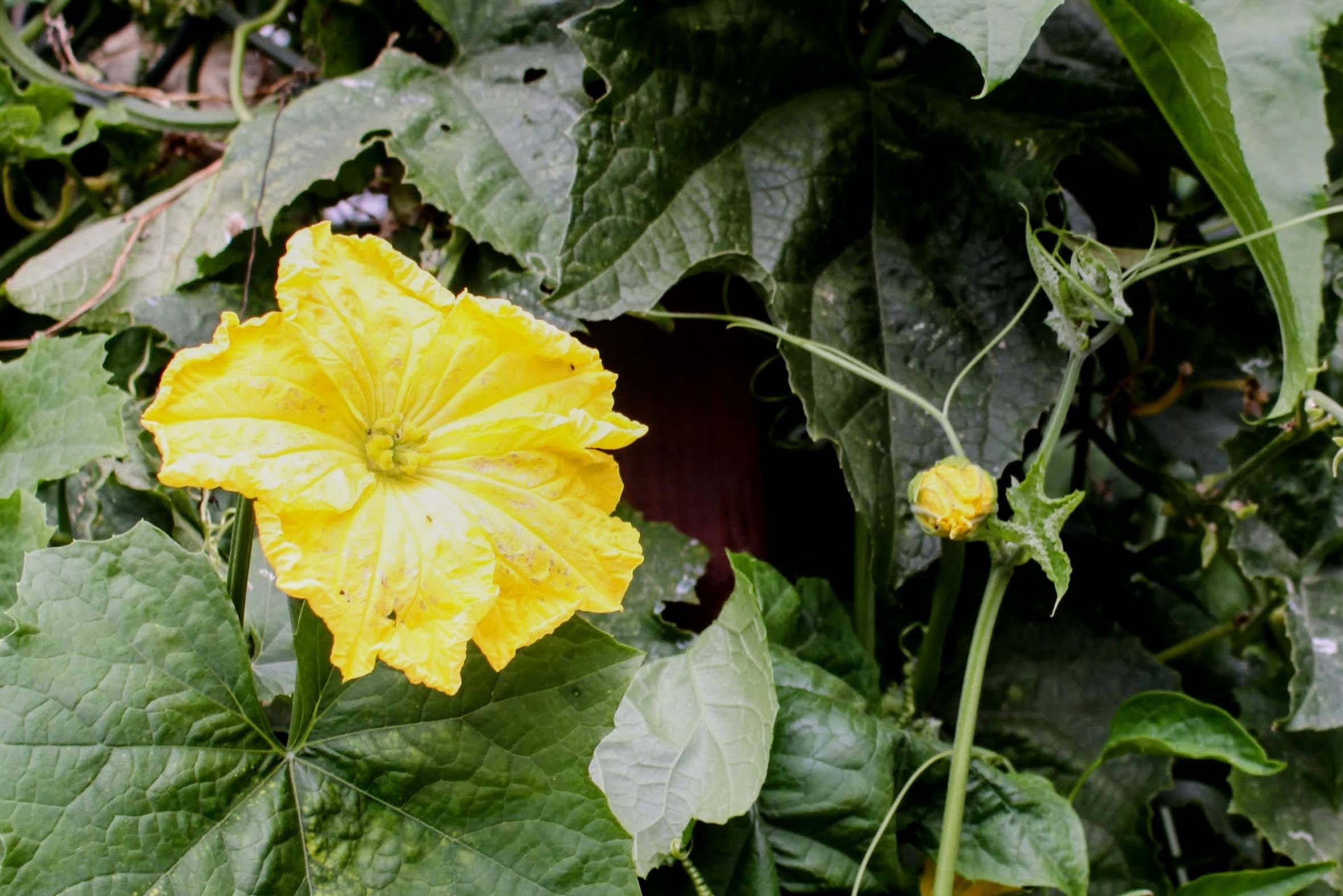 Green loofah gourd flower grown in California hanging from vines in a home garden