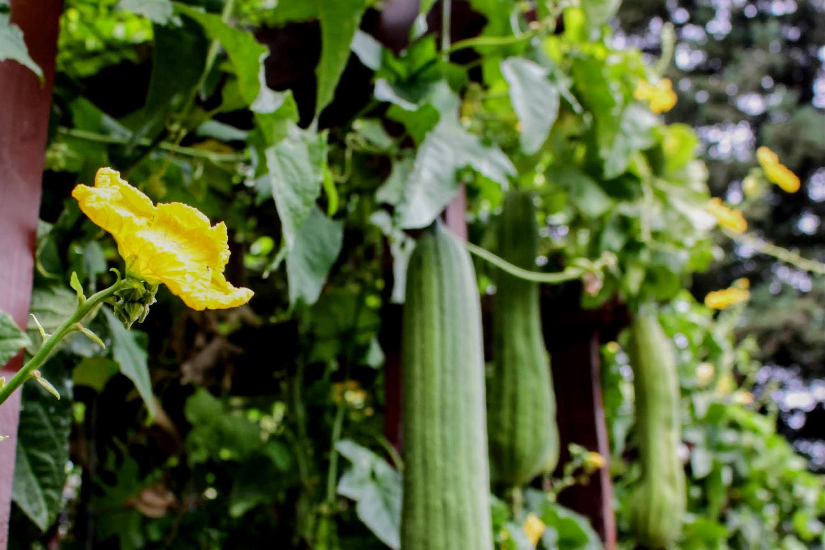 Green loofah gourds grown in California hanging from a vine with yellow flowers in a garden setting.