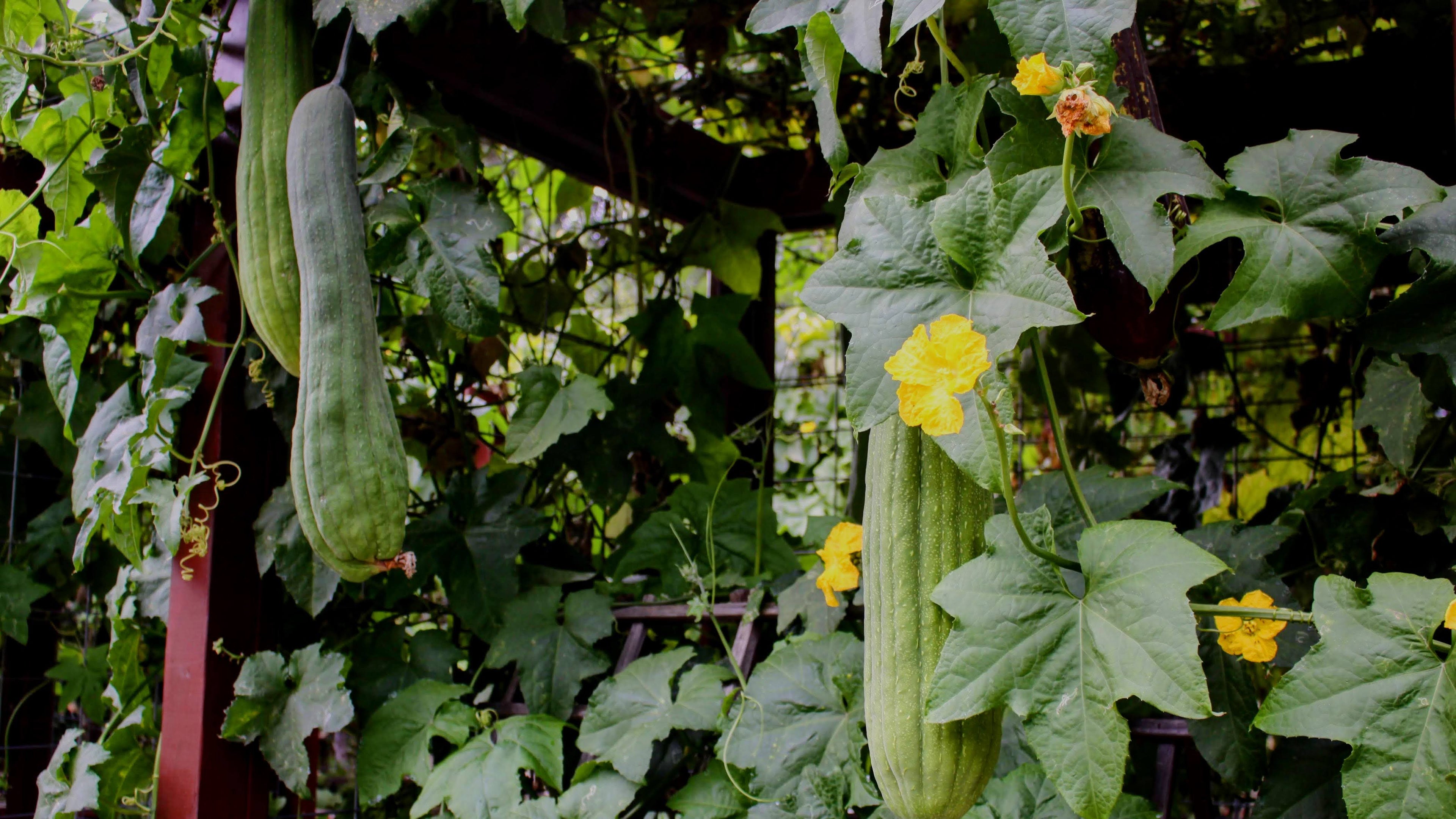 Green loofah gourds grown in California hanging from a vine with yellow flowers in a home garden