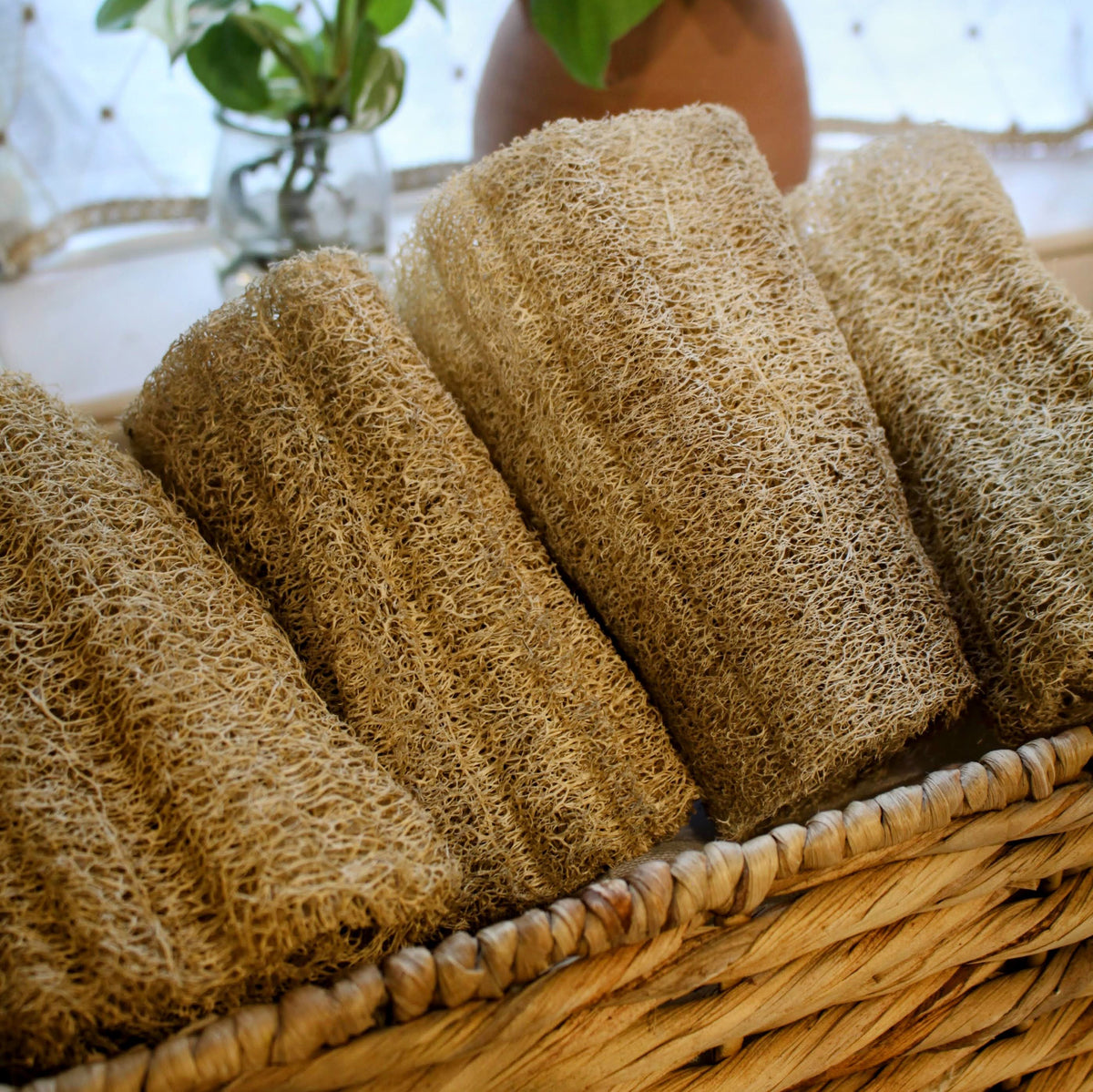 Sustainable and eco-friendly natural loofah (luffa) sponges with a string in a woven basket 