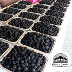 Containers filled with California grown organic blackberries on a white background with Glory Grove Organics logo.