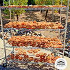 Drying process of the sustainable and eco-friendly natural loofah (luffa) pet dental aid made in California on a metal rack