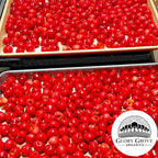 Trays of California grown organic red cherries with Glory Grove Organics logo.