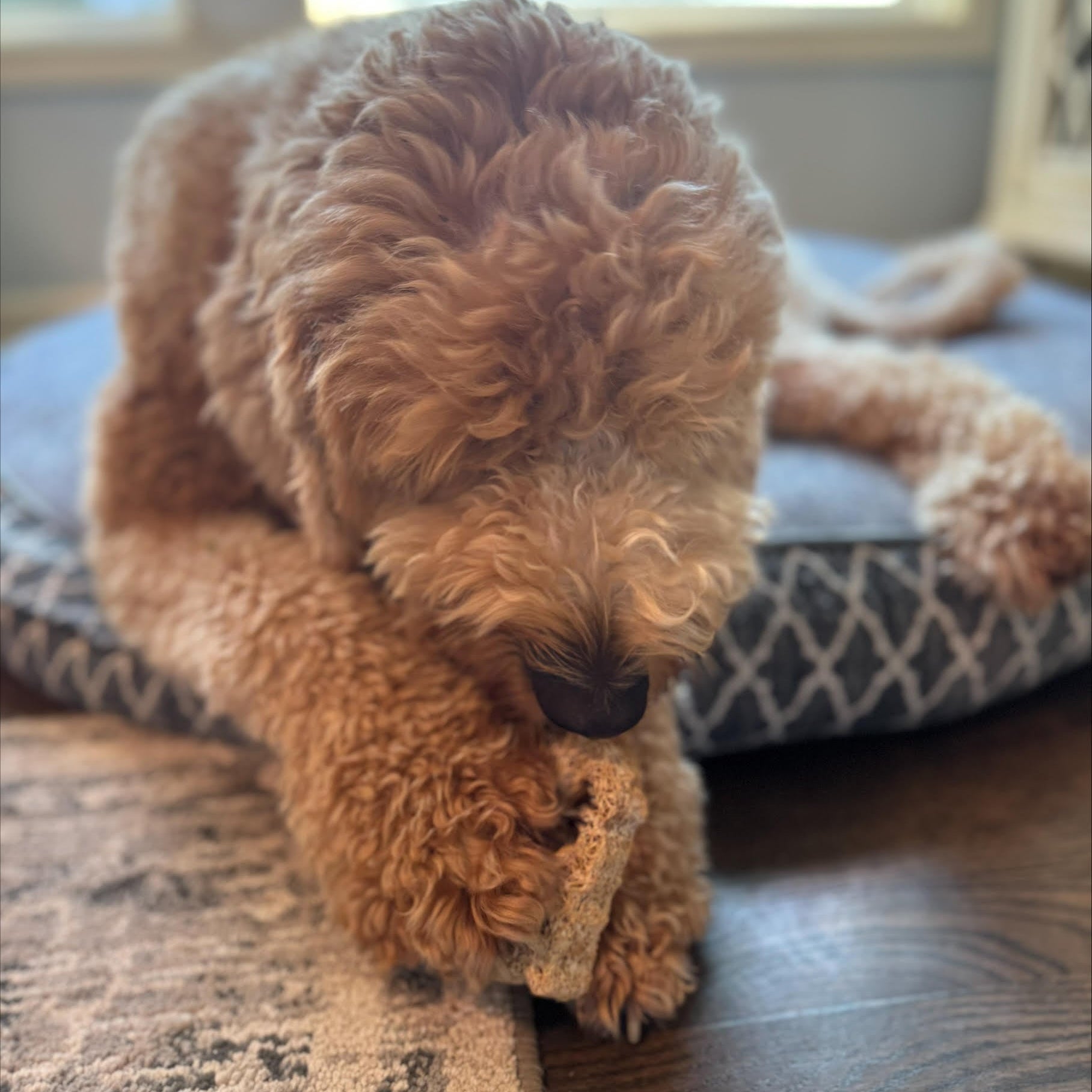 Dog lying down with a loofah (luffa) piece that acts as a dental aid