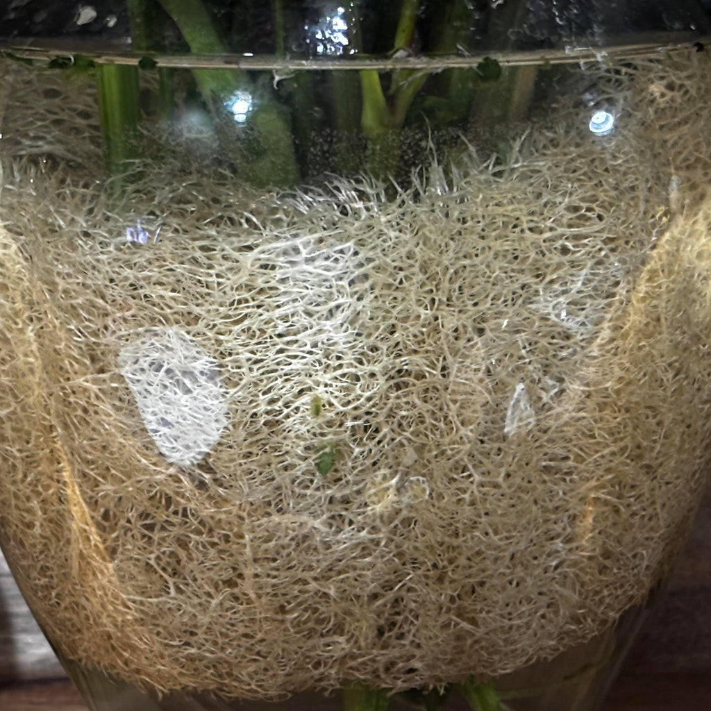 Close-up of a flower vase with water and loose loofah (luffa) pieces inside