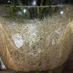 Close-up of a flower vase with water and loose loofah (luffa) pieces inside