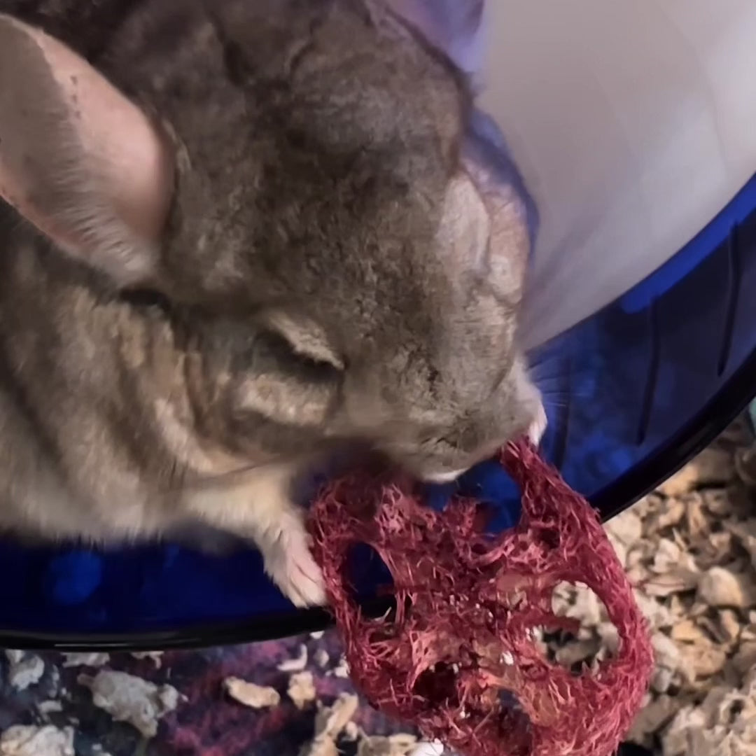 Chinchilla chewing on a sustainable and eco-friendly natural loofah (luffa) pet dental aid made in California 